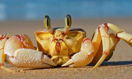 一只螃蟹的豪横之旅